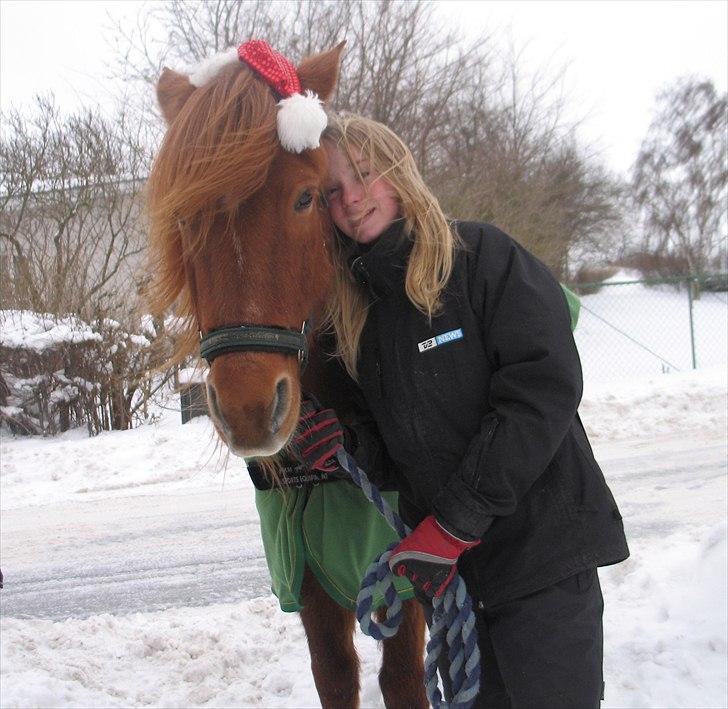 Islænder Toke |I Miss You| - Hjemme i min indkørsel d. 24/2010. - Fotograf Ulla Skov. billede 16