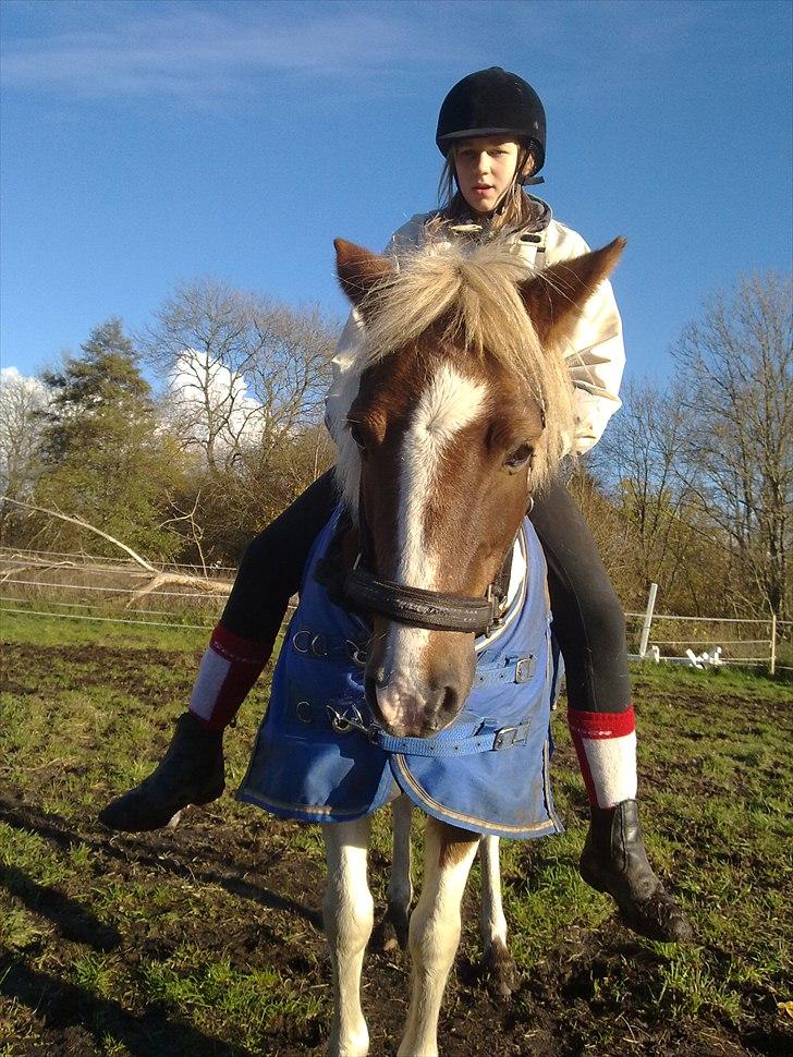 Pinto Zilja "Kaki" billede 2