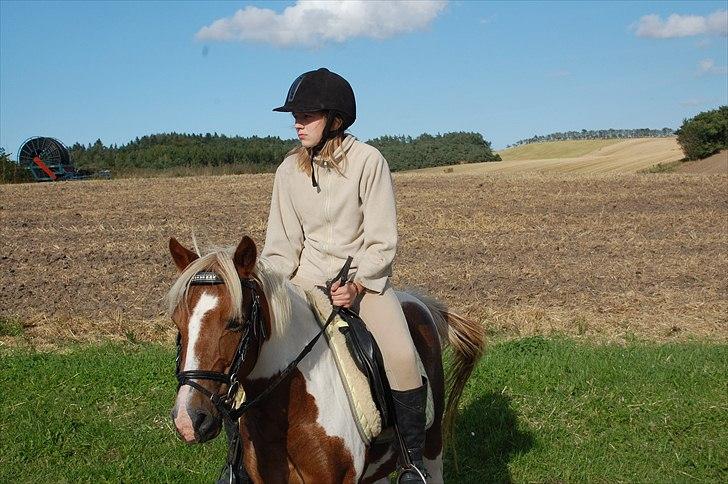 Pinto Zilja "Kaki" billede 3