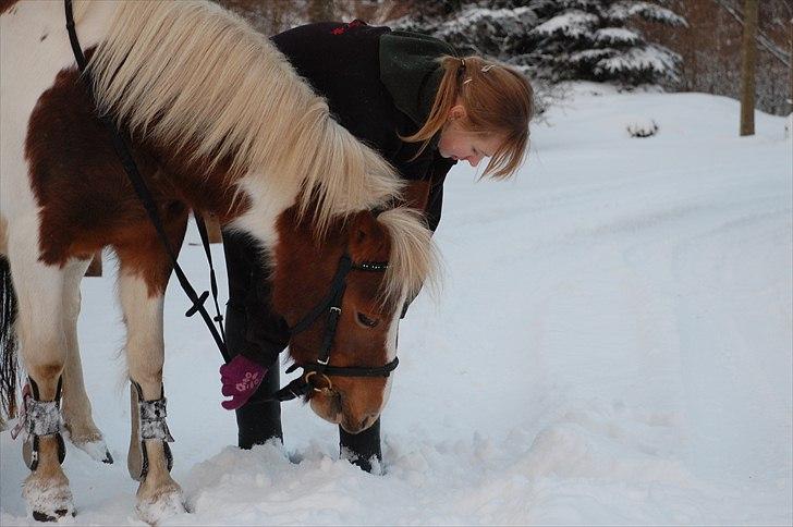 Pinto Zilja "Kaki" billede 4