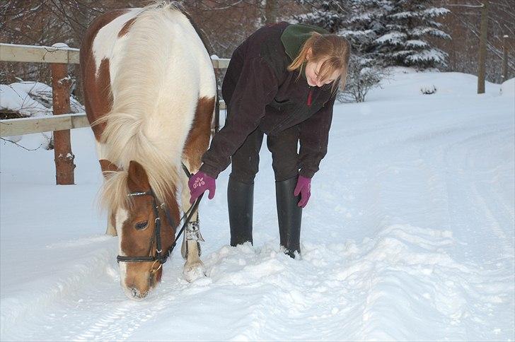 Pinto Zilja "Kaki" billede 5
