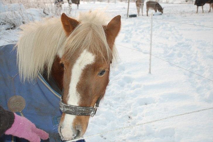 Pinto Zilja "Kaki" billede 7