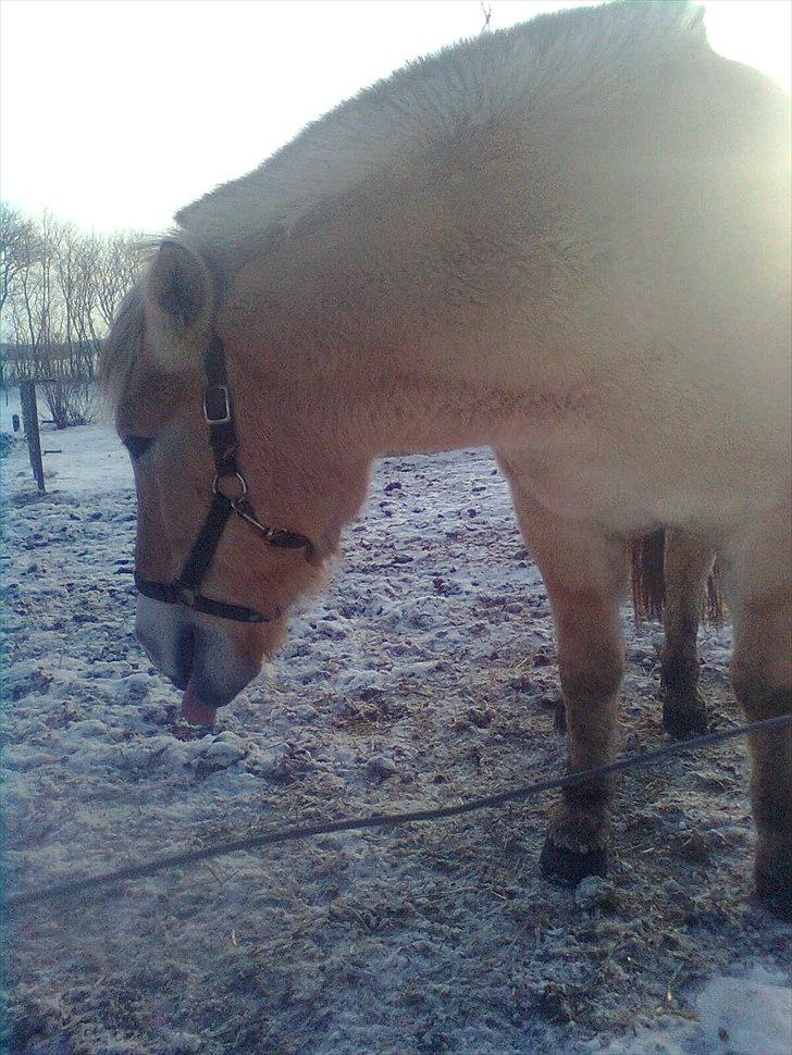 Fjordhest Lukas - Dejlige Lukas i vinteren '10 billede 8