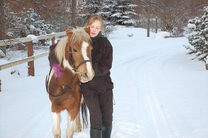 Pinto Zilja "Kaki" billede 8