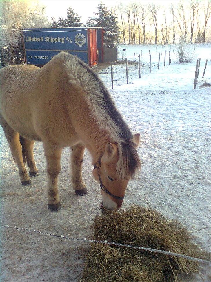 Fjordhest Lukas - Lukas spiser halm ;D billede 9