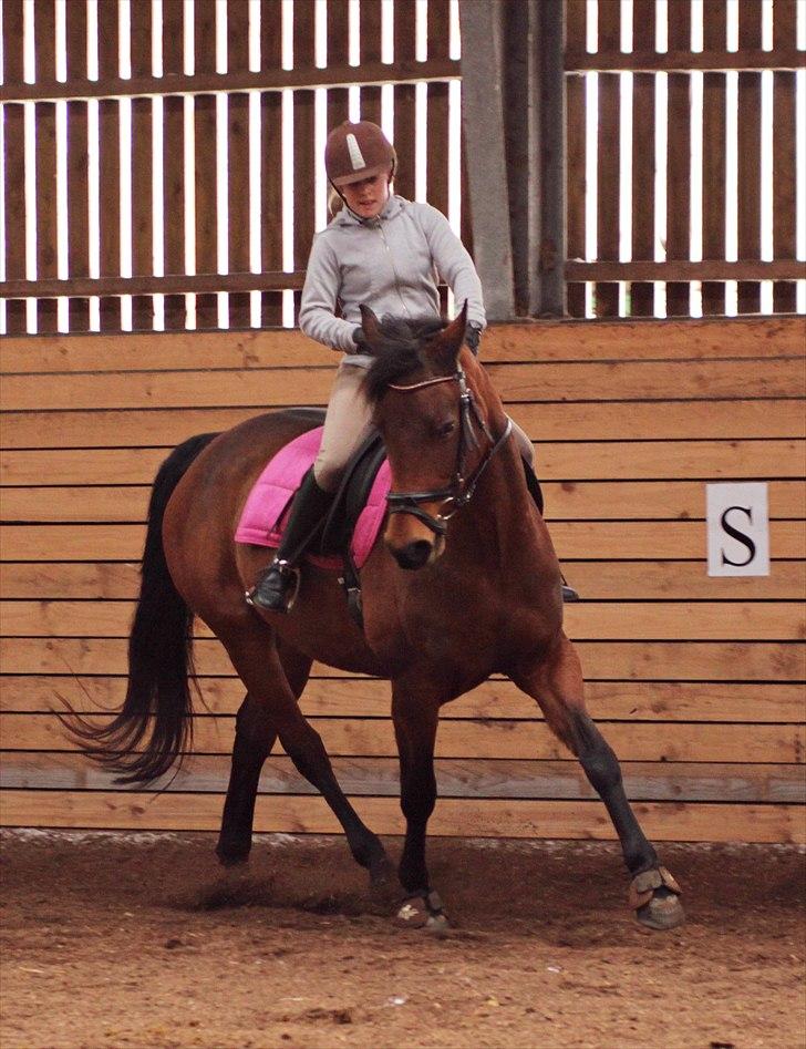 Anden særlig race Shania | R.I.P Savnet! - d. 17/02-2011 Dressur træning <3 Fotograf: Louise Pilgaard billede 6