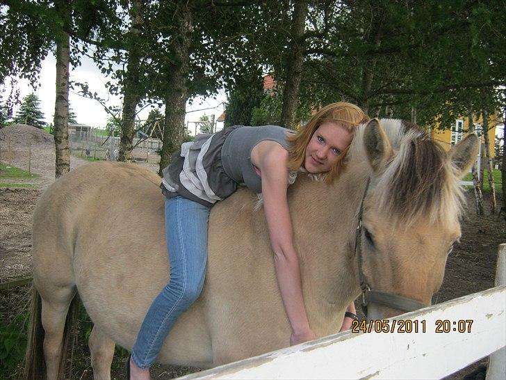 Fjordhest Lukas billede 5