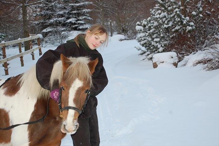 Pinto Zilja "Kaki" billede 9