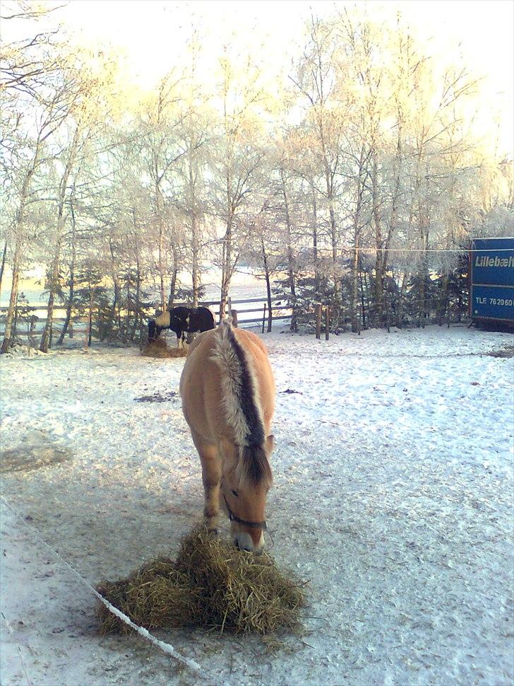 Fjordhest Lukas billede 10