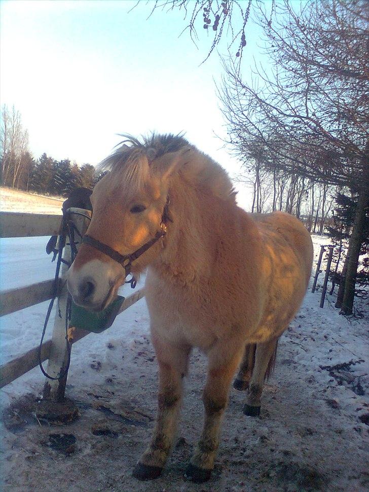 Fjordhest Lukas - Lukas er lidt træt efter ridning i vintervejret ;D billede 11