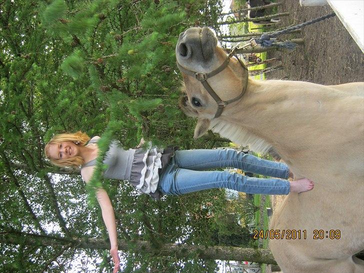 Fjordhest Lukas - Med dig kan man ALT!<3 billede 3