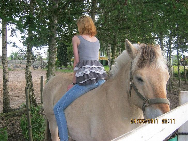 Fjordhest Lukas billede 6