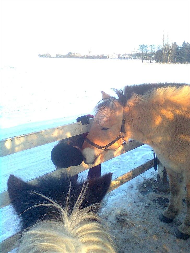 Fjordhest Lukas - Kys, Kys<3 billede 13