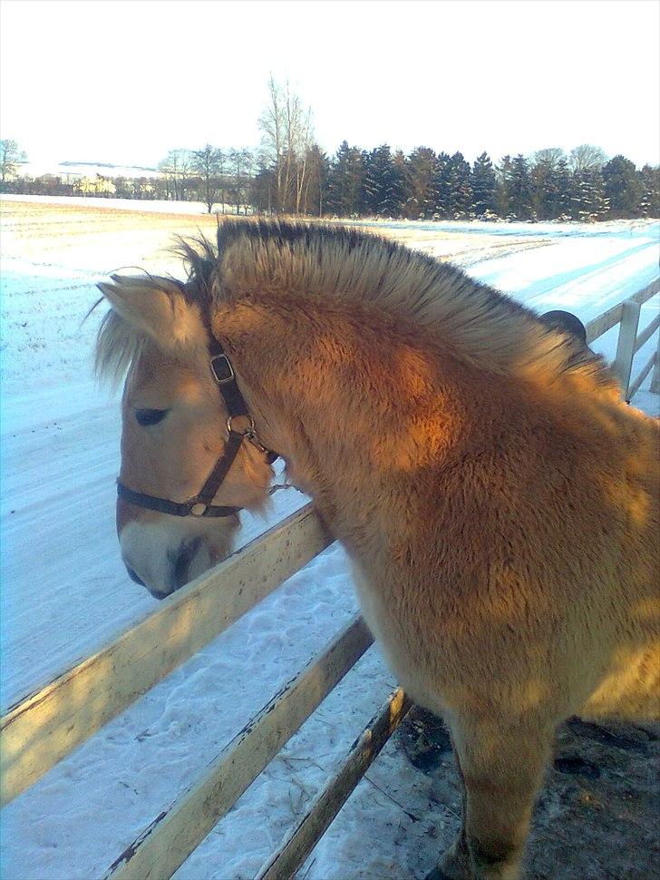 Fjordhest Lukas - UHMM! Godbidder!<3 billede 14