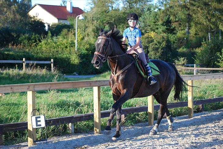 Dansk Varmblod Zenta - Fuld galop der ud af:D billede 2