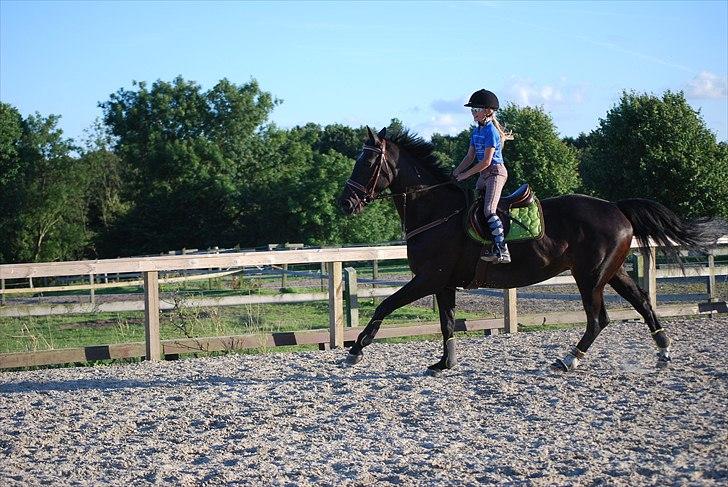 Dansk Varmblod Zenta - :D<3<3 billede 4