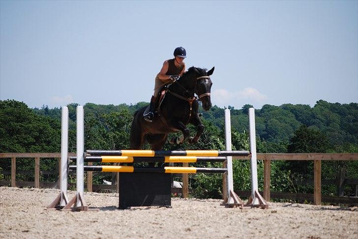 Dansk Varmblod Zenta - Spring spring<3 billede 7