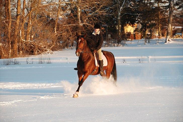 Dansk Varmblod La Bamba Lund - smukke bamba ! <3 billede 2
