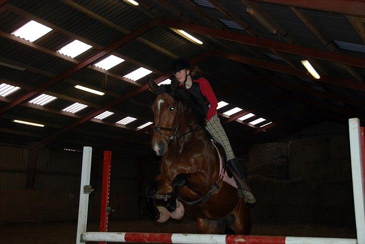 Dansk Varmblod La Bamba Lund billede 4