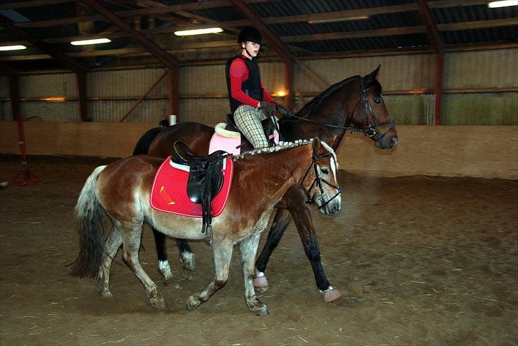 Dansk Varmblod La Bamba Lund billede 5