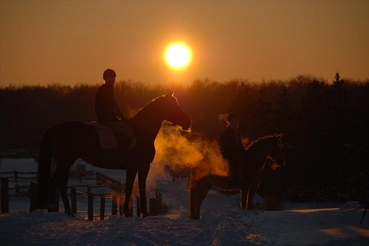 Dansk Varmblod La Bamba Lund billede 6
