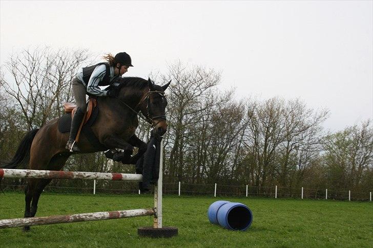 New Forest Holmens Kazai billede 5