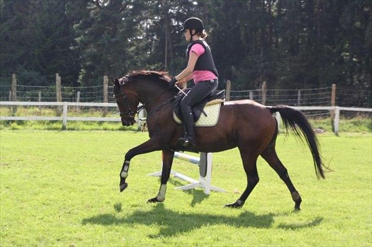 Fuldblod (XX) Zorajah - Weee galop på springbanen billede 10
