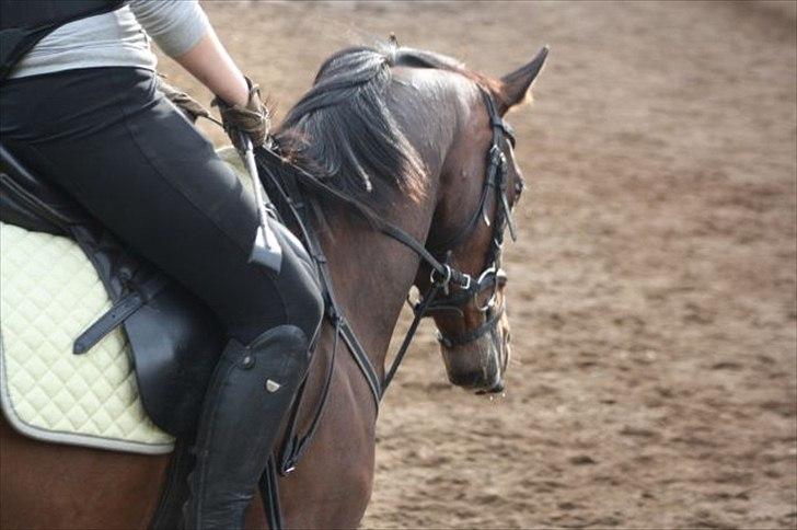 Fuldblod (XX) Zorajah billede 11