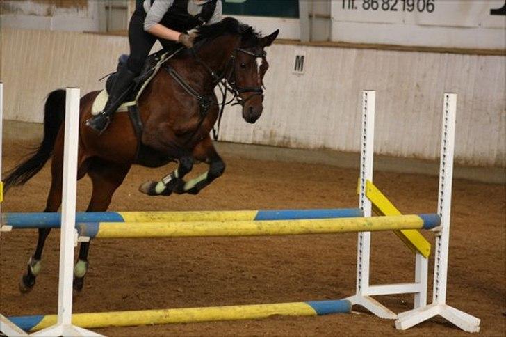 Fuldblod (XX) Zorajah - spring træning .) billede 12