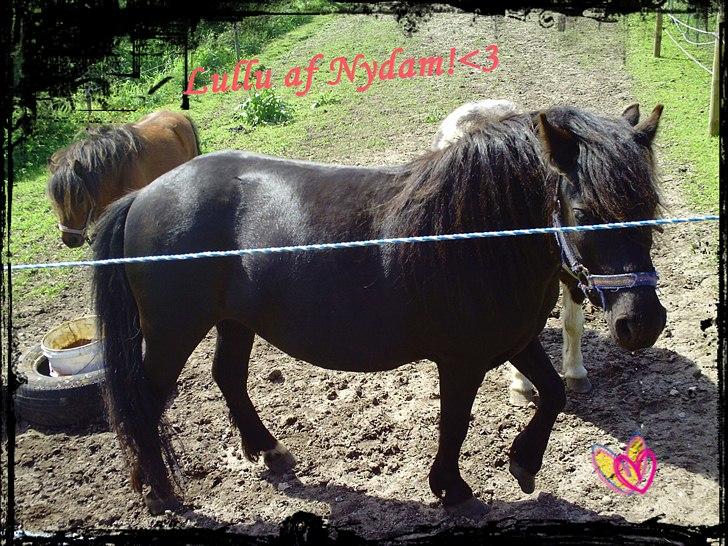 Dartmoor Lullu af Nydam! :ii<33 - Lullu af Nydam :) billede 8