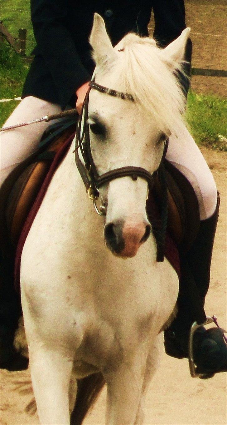 Welsh Pony (sec B) Blondie (rosa) - hvad ser jeg i dig? - alt det de andre ik´ kan se.  billede 20