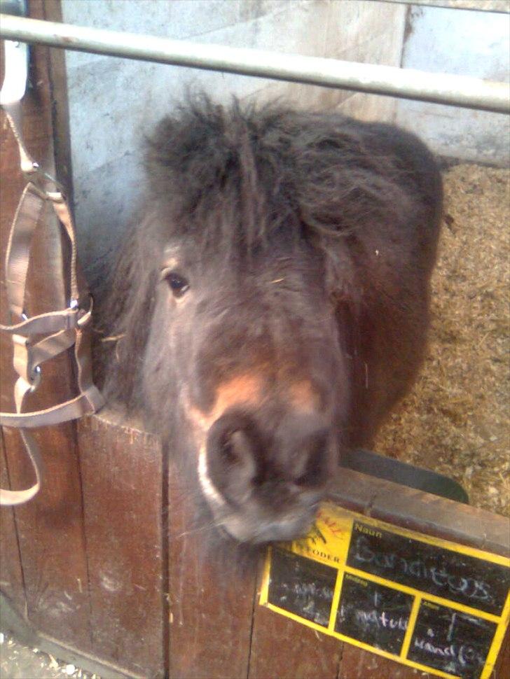 Anden særlig race Bandidos *R.I.P* billede 1