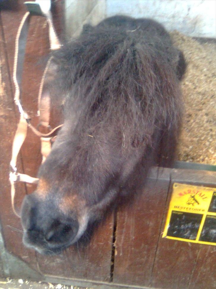 Anden særlig race Bandidos *R.I.P* billede 2