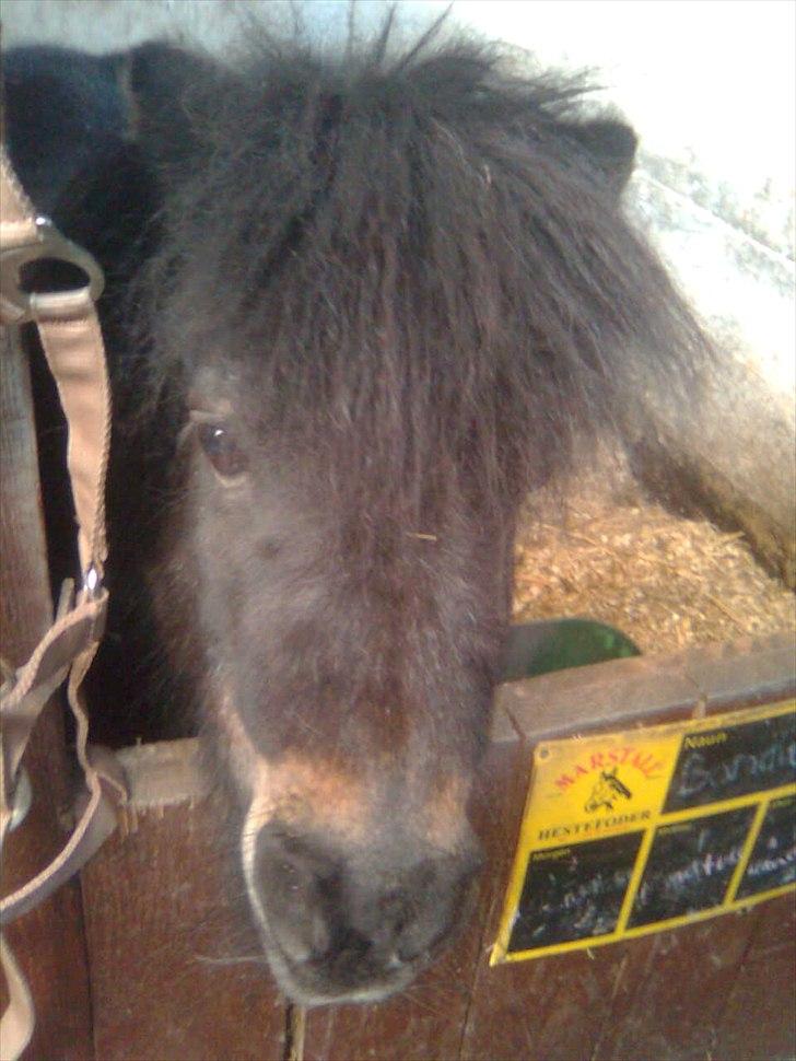 Anden særlig race Bandidos *R.I.P* billede 3