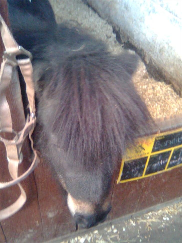 Anden særlig race Bandidos *R.I.P* billede 4