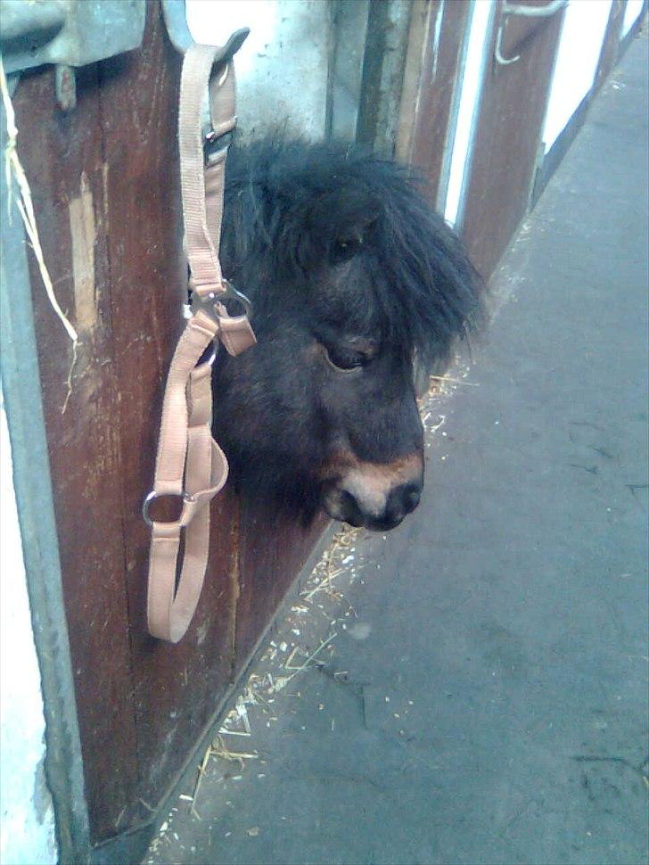 Anden særlig race Bandidos *R.I.P* billede 5