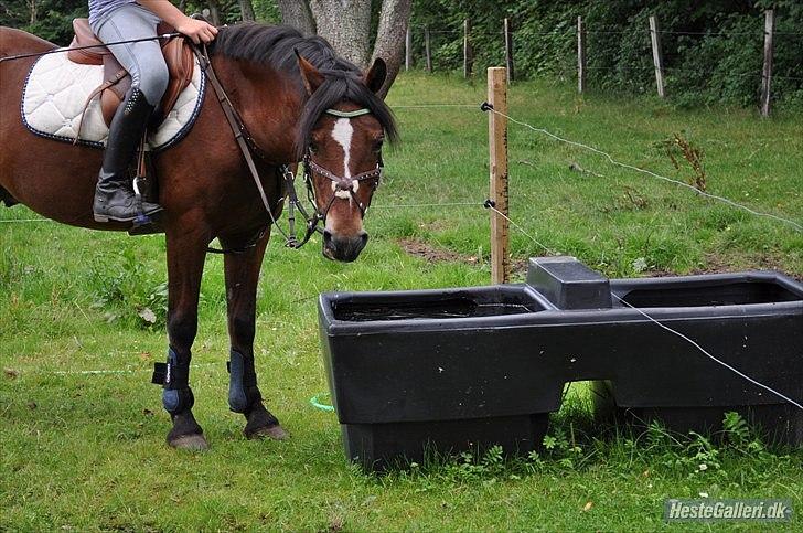 Anden særlig race Go Go Rentala billede 13