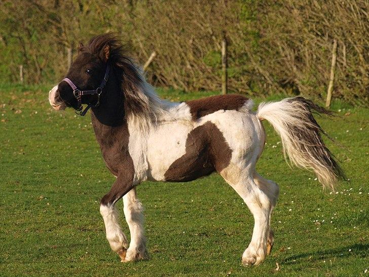 Shetlænder Nini. *Baby* - April 2011. billede 15