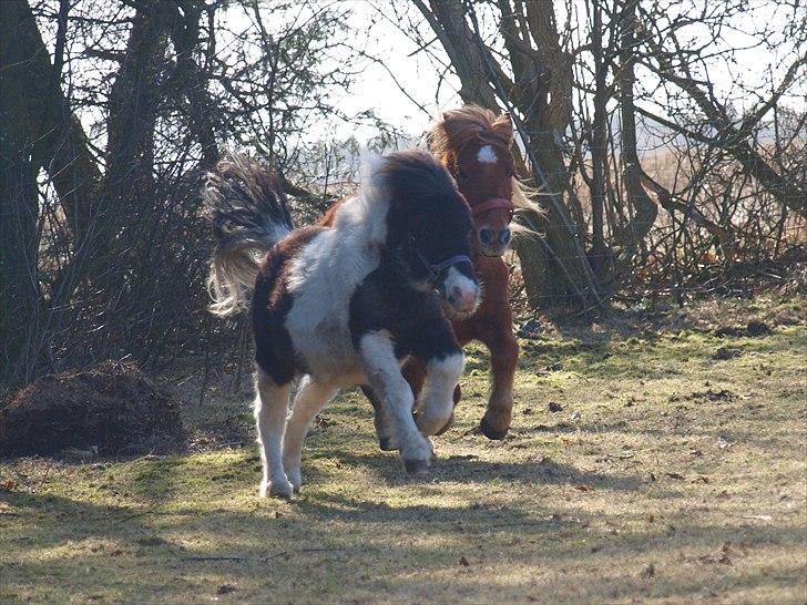 Shetlænder Nini. *Baby* billede 16