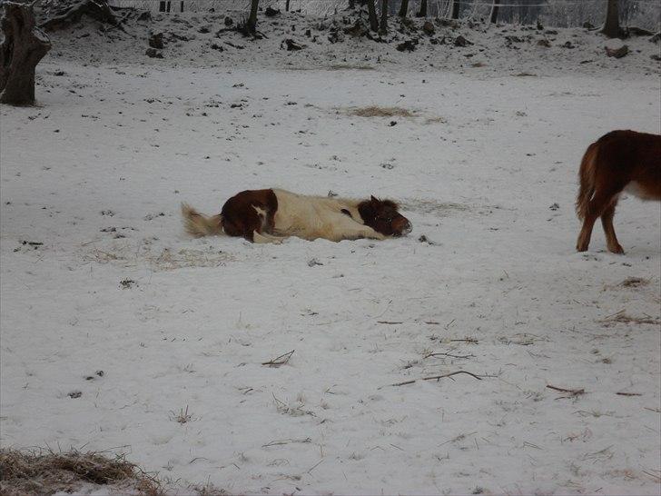 Anden særlig race Shy Boy Remix *SOLGT* - tager lige en lur i sneen billede 15