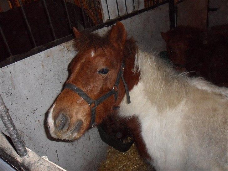 Anden særlig race Shy Boy Remix *SOLGT* - jeg er lækker billede 16