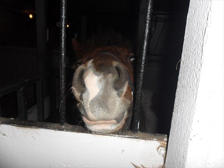 Anden særlig race Shy Boy Remix *SOLGT* - jeg tigger ikke..jeg viler bare mulen billede 17