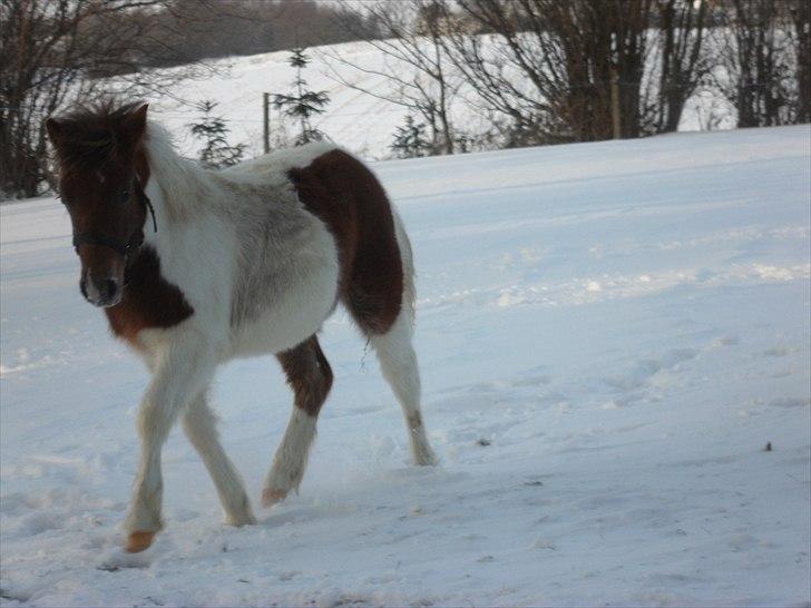 Anden særlig race Shy Boy Remix *SOLGT* - se mine ben billede 18