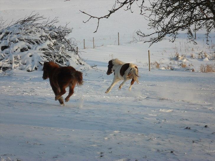 Anden særlig race Shy Boy Remix *SOLGT* - jubbbiiiiiiiiiii billede 19