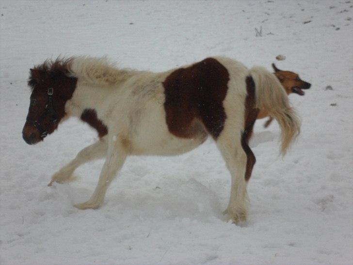 Anden særlig race Shy Boy Remix *SOLGT* - boy og lulu leger på folden billede 20