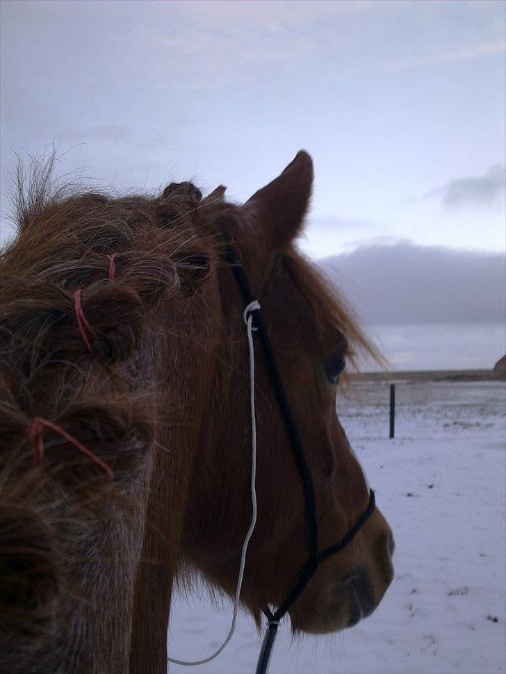 Anden særlig race Fryd *STJERNEPONYEN* - Dig og mig for altid!<3:-** billede 8