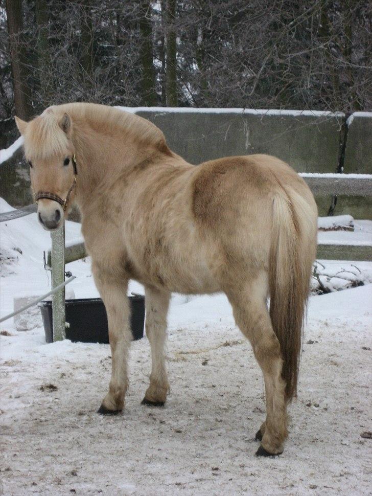 Fjordhest Landevejens Kamille  billede 1