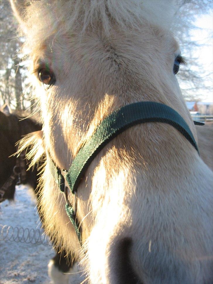 Fjordhest Landevejens Kamille  billede 3