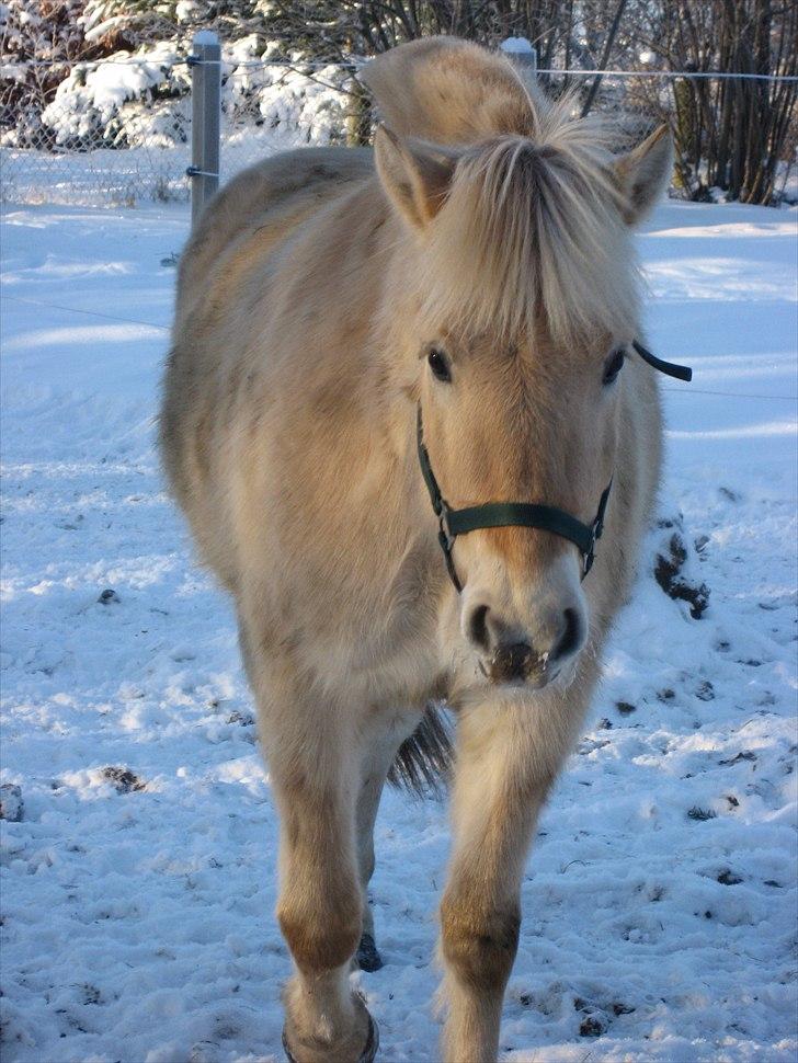 Fjordhest Landevejens Kamille  billede 4
