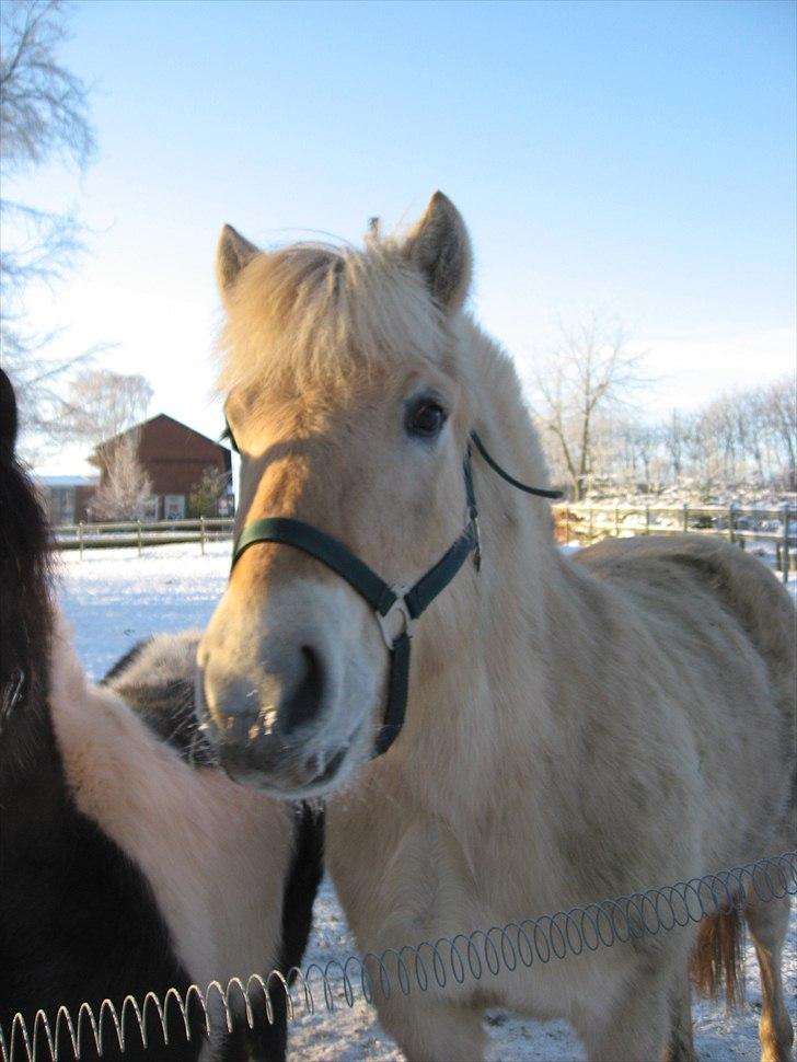 Fjordhest Landevejens Kamille  billede 5